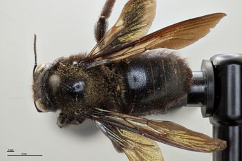 Media type: image;   Entomology 810623 Aspect: habitus dorsal view